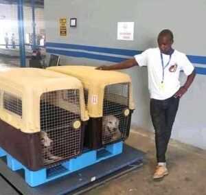 Pet Relocation for Tanzania and Zanzibar. International and Domestic relocation experts. Import & Export Permits, Veterinary Certificates, Custom Clearing.